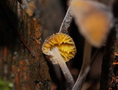 Neobarya agaricicola