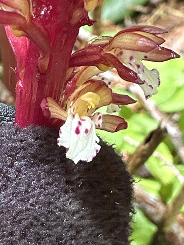 Spotted Coralroot seedling