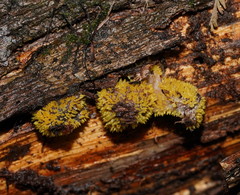 Neobarya agaricicola