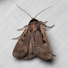 Parabagrotis formalis