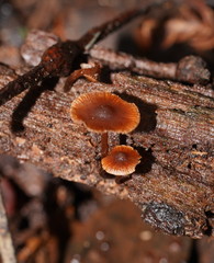 Kuehneromyces brunneoalbescens
