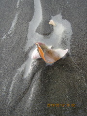 Notomegabalanus decorus