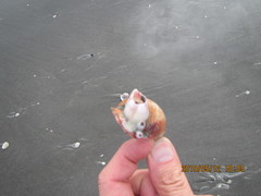 Notomegabalanus decorus