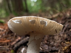 Amanita marmorata