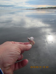 Notomegabalanus decorus