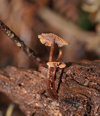 Kuehneromyces brunneoalbescens