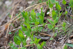 Stellaria bungeana