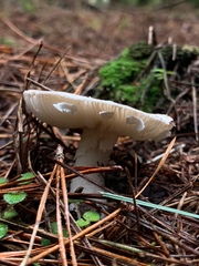 Amanita marmorata
