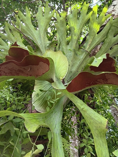 Fotos de Platycerium holttumii · BioDiversity4All