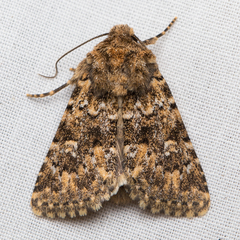 Properigea perolivalis