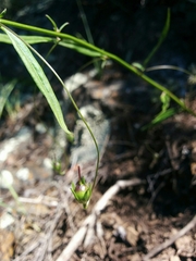 Neogaerrhinum strictum