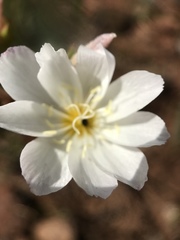 Lewisia oppositifolia