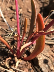 Lewisia oppositifolia