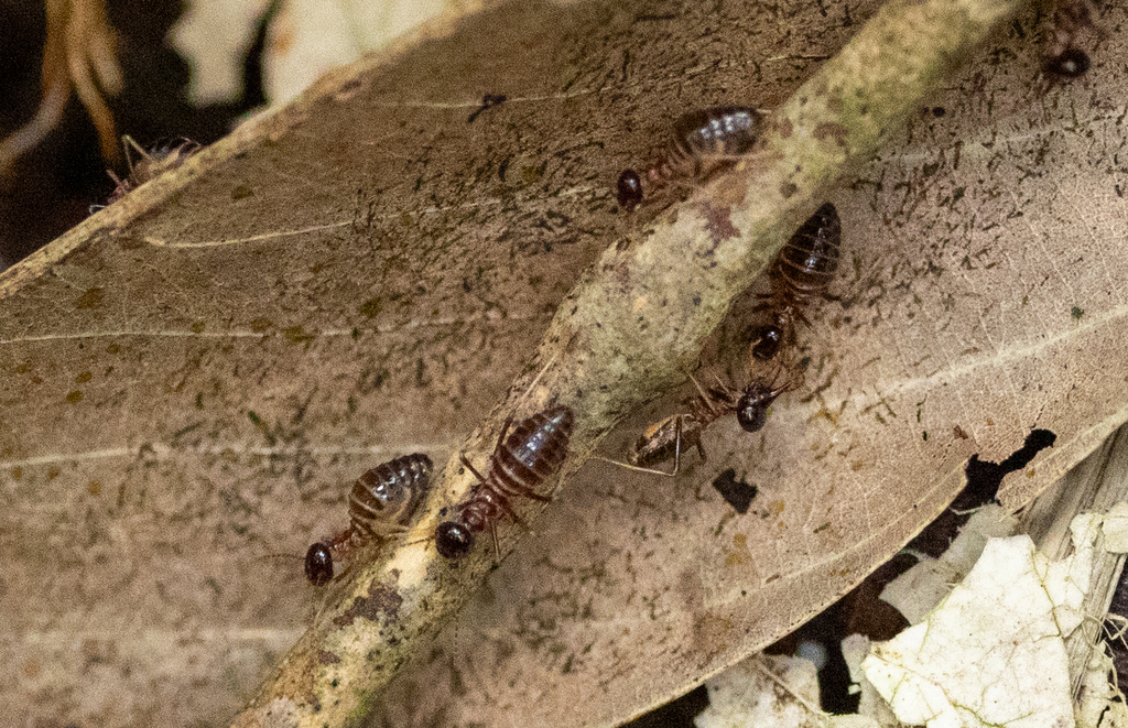 Constrictotermes latinotus