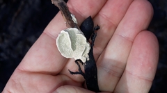 Lithophyllum carpophylli