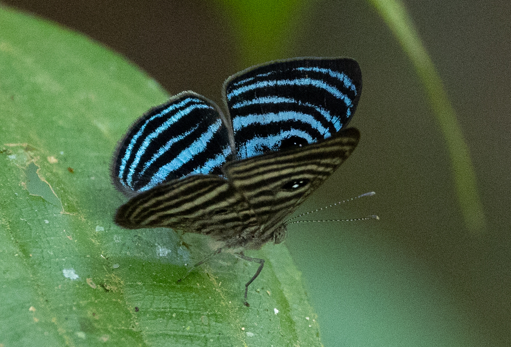 Mesosemia cyanira