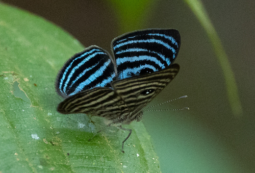 Mesosemia cyanira