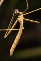 Apterobittacus apterus