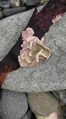 Lithophyllum carpophylli