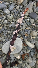 Lithophyllum carpophylli