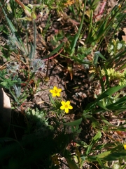 Leptosiphon acicularis