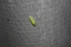 Chloronana