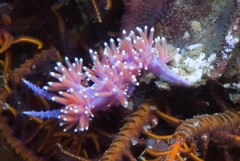 Paraflabellina funeka