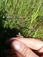 Trifolium bifidum decipiens