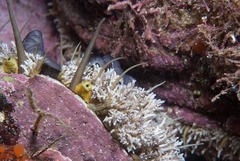 Haliotis midae