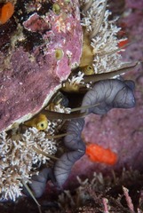 Haliotis midae