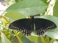 Papilio menatius morelius