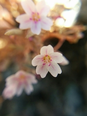 Claytonia exigua