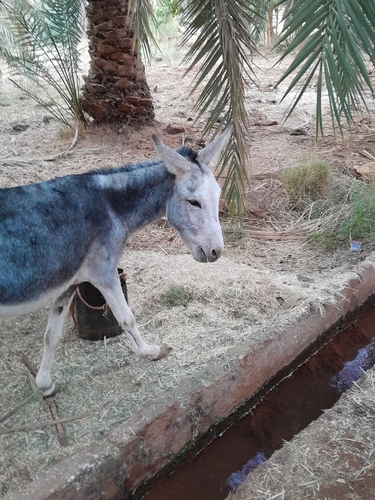 Donkey