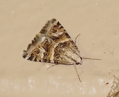 Drasteria mirifica