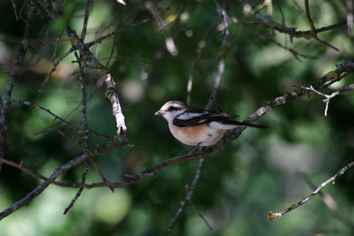 Alcaudón núbico (Lanius nubicus)