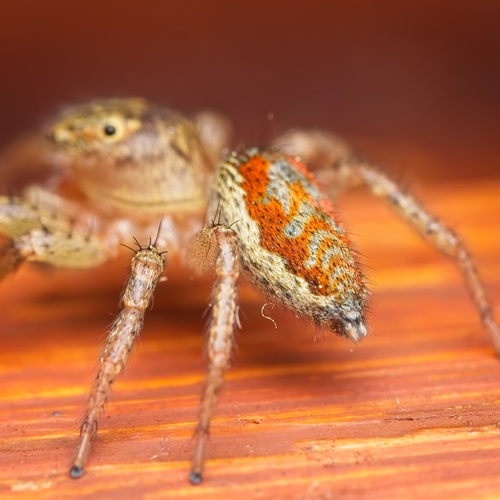 Dimorphic Jumping Spider photo 6