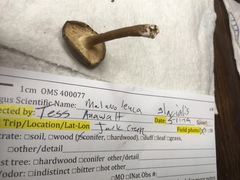 Melanoleuca angelesiana