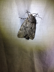 Prionoxystus robiniae