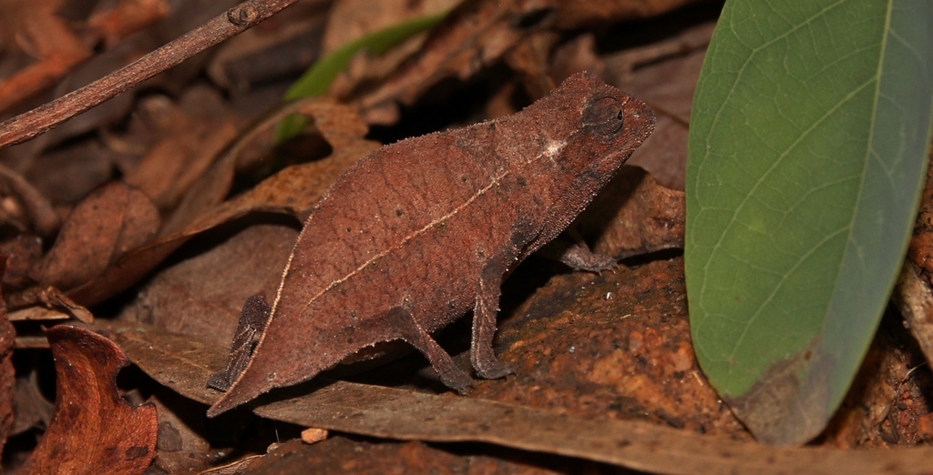 Zomba Beardless Pygmy Chameleon from Blantyre, Malawi on December 25