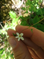Lithophragma heterophyllum
