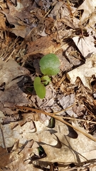 Pyrola elliptica