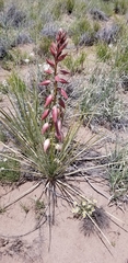 Yucca baileyi
