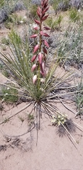 Yucca baileyi