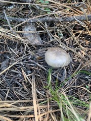 Melanoleuca angelesiana