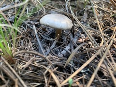 Melanoleuca angelesiana