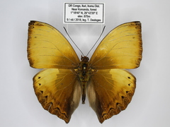 Cymothoe lurida tristis