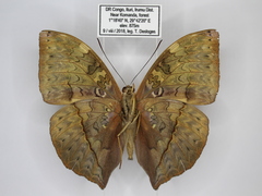 Cymothoe lurida tristis