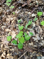 Calystegia malacophylla malacophylla