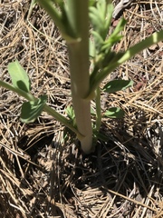 Hosackia crassifolia