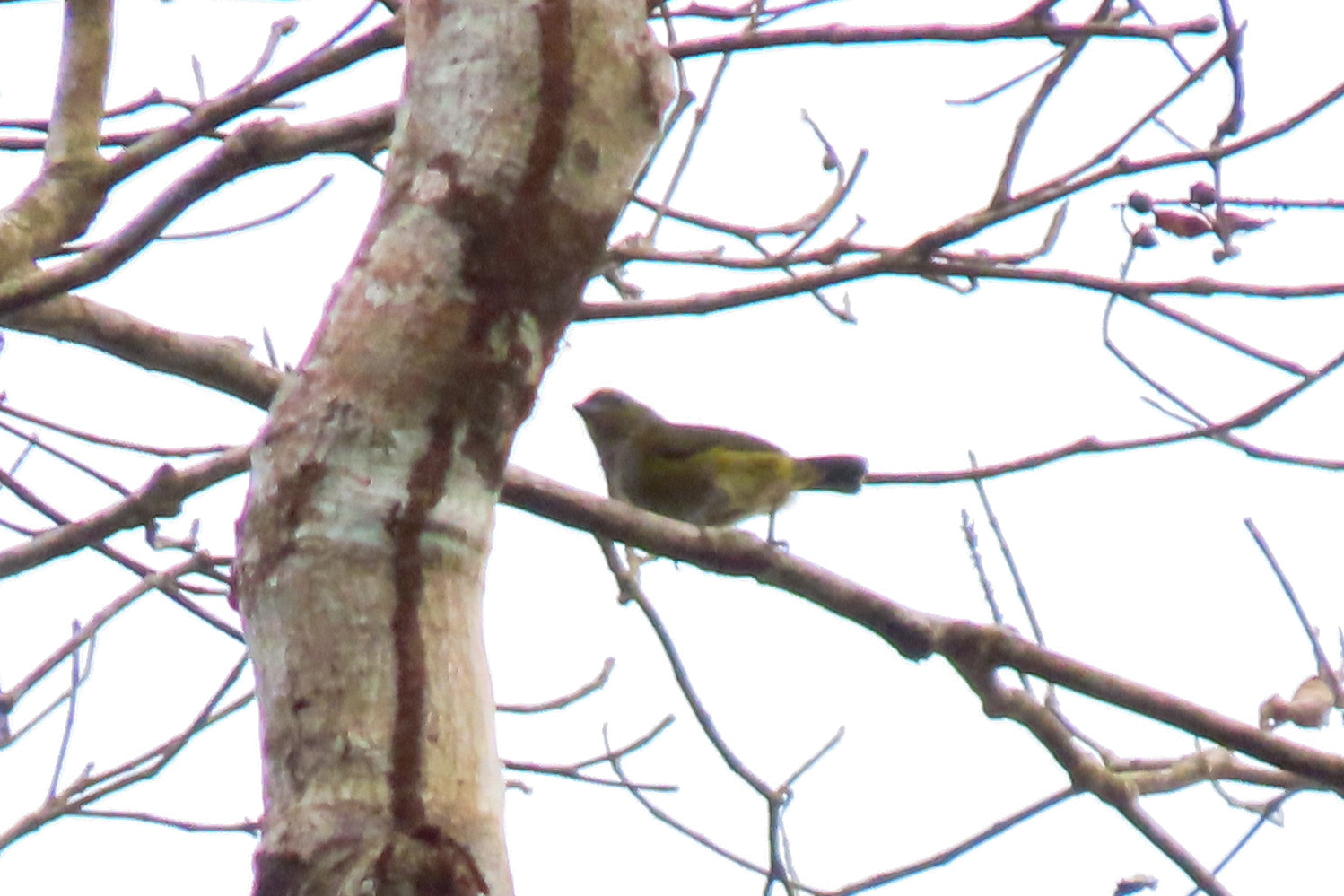 Golden-bellied Euphonia (Euphonia chrysopasta)